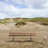 Een houten bank staat eenzaam op het strand, met alleen een meeuw als gezelschap. De duinen vormen een indrukwekkende achtergrond.
