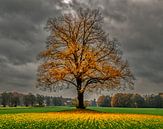 herfst in Holland van Robin Pics (verliefd op Utrecht) thumbnail