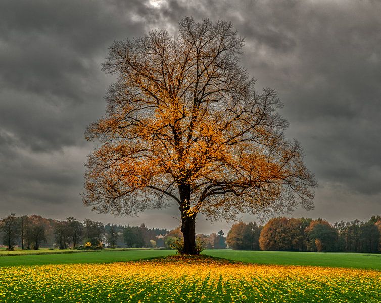 herfst in Holland van Robin Pics (verliefd op Utrecht)