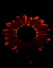 Ember Sun III