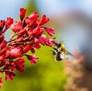 Macro van een vliegende hommel op een rode Heuchera bloem van ManfredFotos thumbnail