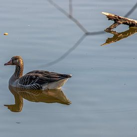 The Blue Room near Rhenen lone duck. by Rijk van de Kaa