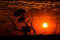 Der Duft von Afrika