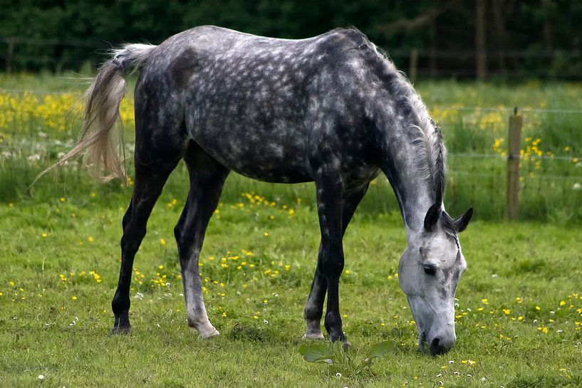 Schimmel(formaat niet geschikt voor de canvas versie) by foto-fantasie foto-fantasie