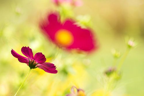 Cosmea
