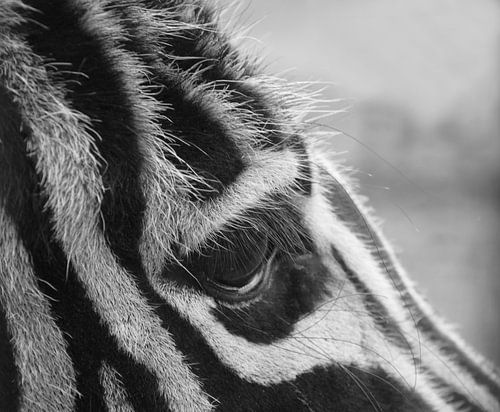 Zebra wat heb je lange wimpers, close up in zwart-wit