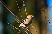 Hawfinch