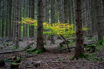 Rebelle d'arbre sur Uwe Ulrich Grün