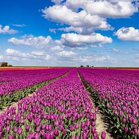 Flowering tulip fields in the Groningen countryside by Gert Hilbink