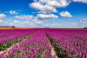 Blühende Tulpenfelder in der Landschaft von Groningen