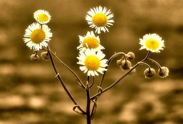 Sepia Wilde bloemen van erikaktus gurun