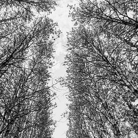 Tall trees in Italy by Photolovers reisfotografie