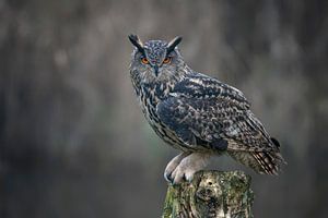 Uhu auf einem Baumstamm.