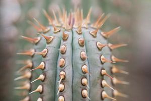 Kugeliger Kaktus mit Stacheln