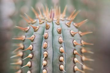 Globular cactus with spines by Birgitte Bergman