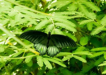 Schmetterling von Hennie Zeij