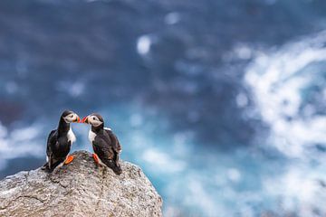 Puffin Kiss by Wessel Veenbrink