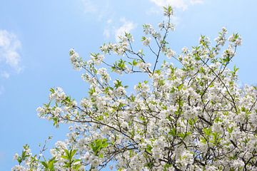 Witte bloesem tegen een blauwe lucht van Evelien Oerlemans