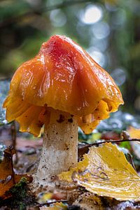 Wet autumn mushroom