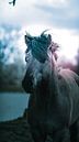 Wilde paard van AciPhotography thumbnail