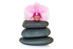 Orchidee