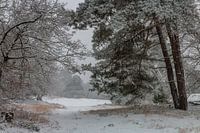Snowy Morning