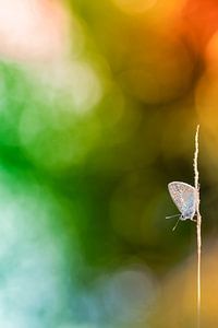 Un papillon dans un environnement coloré