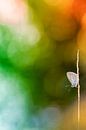 Butterfly in a colorful environment van Bob Daalder thumbnail