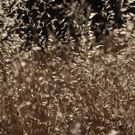 Gras in de wind sur Jasper Hovenga