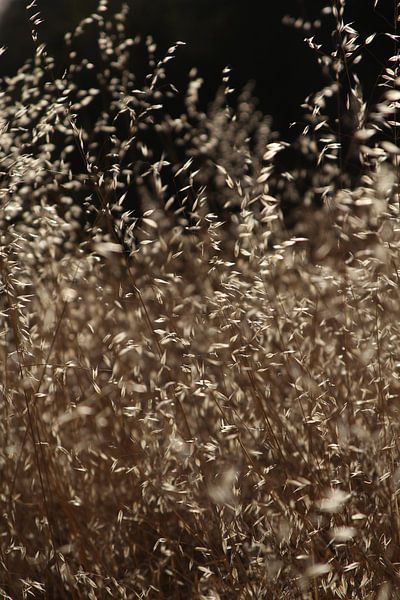 Gras in de wind par Jasper Hovenga