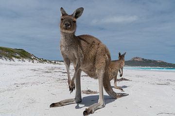 Kangourous, Lucky Bay, Parc national du Cap Le Grand, Australie occidentale sur Alexander Ludwig