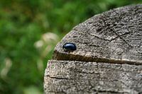De Beatle