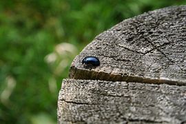 De Beatle by Andrea van Zwol