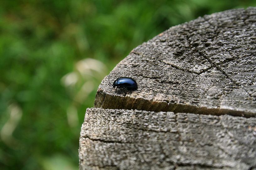 De Beatle van Andrea van Zwol