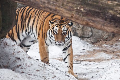 De tijger komt ineens van achter een omgevallen boom en kijkt je aan. De krachtige en mooie grote ka