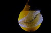 Water bomb