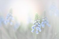 blaue Weintrauben