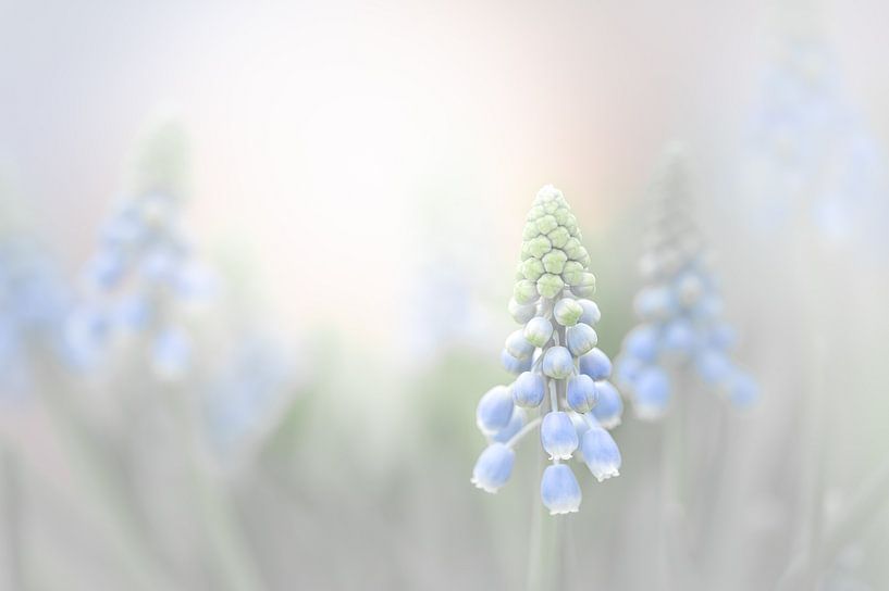 blaue Weintrauben von Lilian Photography