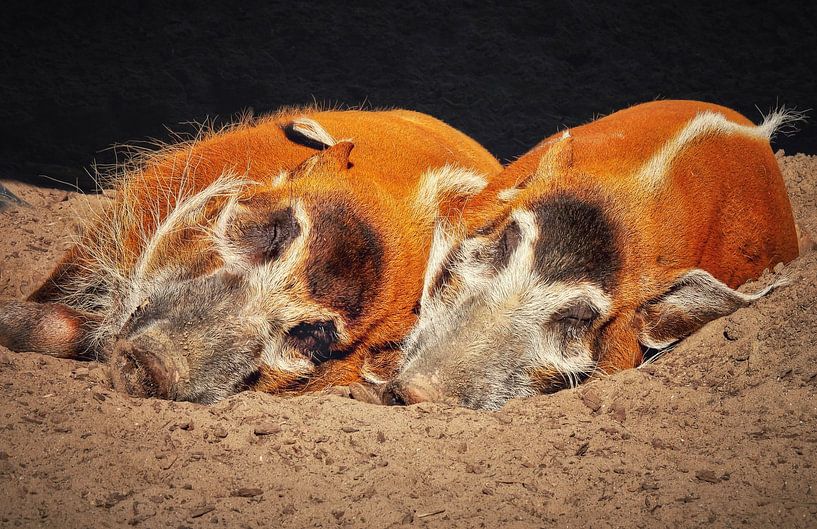 Les deux cochons paresseux par Maickel Dedeken
