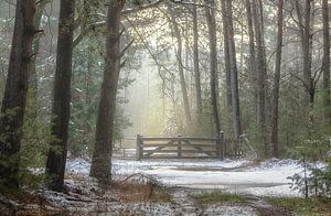 La neige fondante dans les bois de Laura sur Peschen Photography