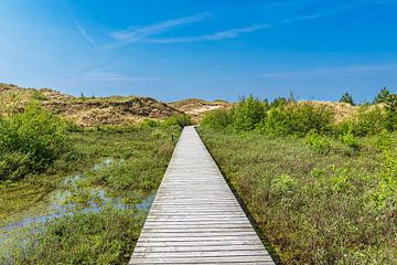 Landscape in the dunes near Norddorf on the island of Amrum by Rico Ködder