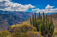 Wandeling langs de Colca Canyon, Peru van Rietje Bulthuis thumbnail