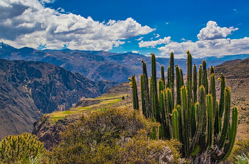 Wandeling langs de Colca Canyon, Peru van Rietje Bulthuis