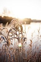 Sunny reed 1