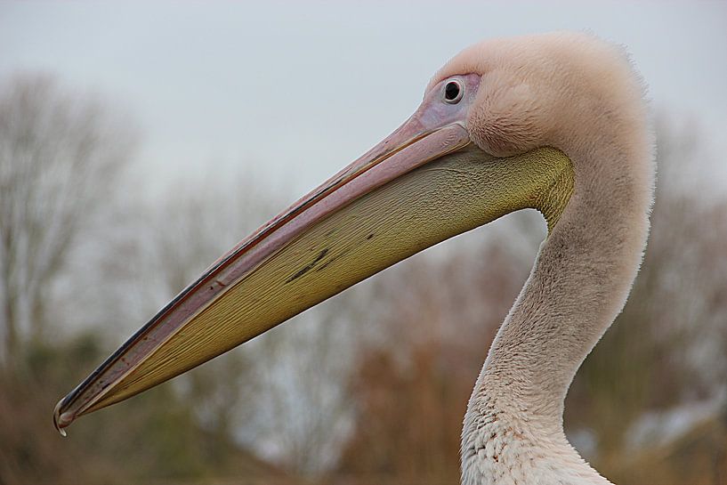Close-up pelikaan van Wilma Overwijn
