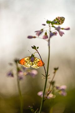 Oranjetipjes ( mannetje vlinder ) van Susan van Etten