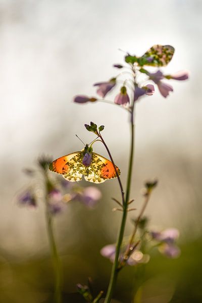 Pointes orange (papillon mâle) par Susan van Etten