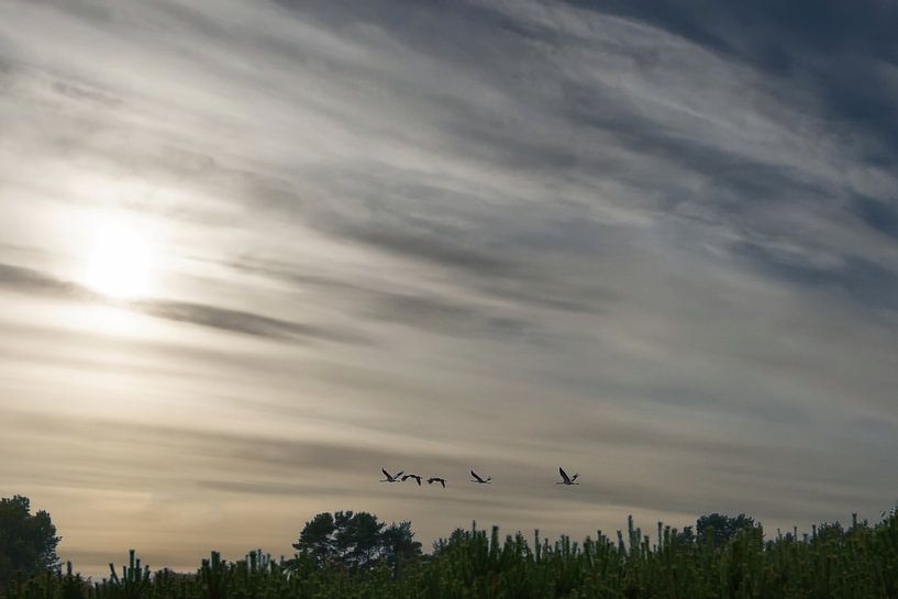 Des grues survolent une forêt par Martin Köbsch