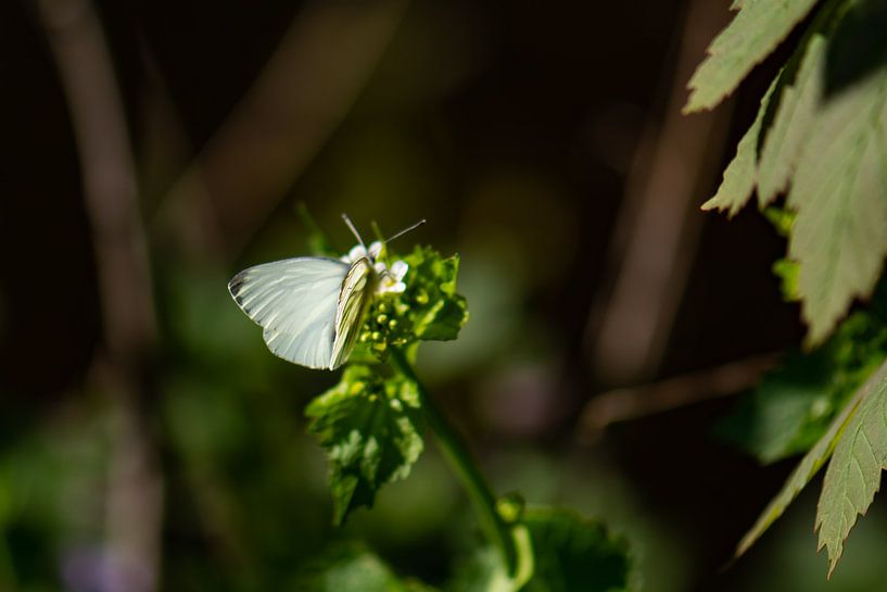 papillon blanc par Tania Perneel