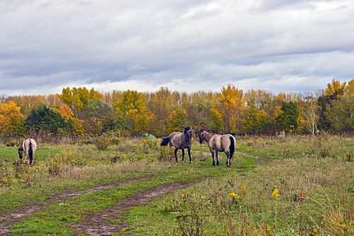 Sierlijke, wilde Koniks in het Barnim Natuurpark